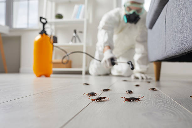 Commercial Rodent Management in Clymer